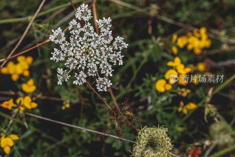 夏季/秋季花